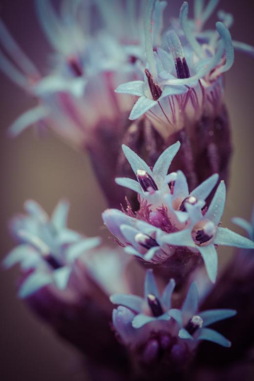 Free stock image of Liatris Spicata created by Pixabay