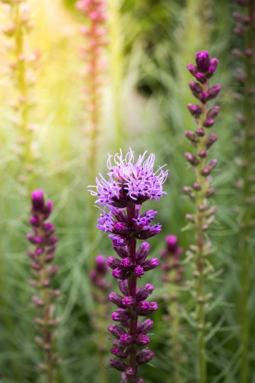 Free stock image of Liatris Spicata created by Pixabay