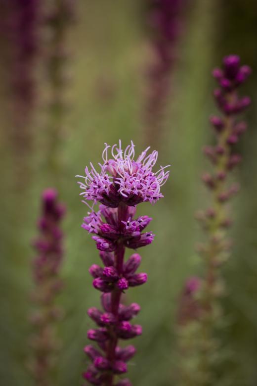 Free stock image of Liatris Spicata created by Pixabay