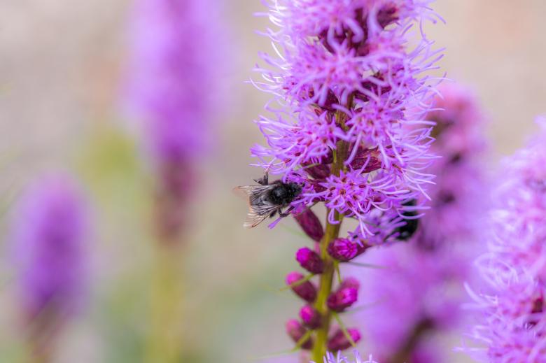 Free stock image of Bee on Liatris Spicata created by Pixabay