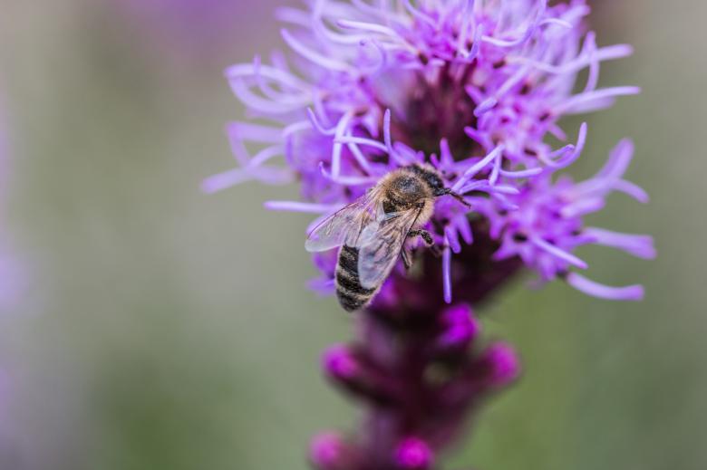 Free stock image of Bee on Liatris Spicata created by Pixabay