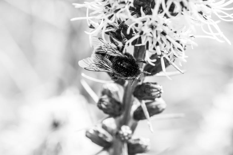Free stock image of Bee on Liatris Spicata created by Pixabay