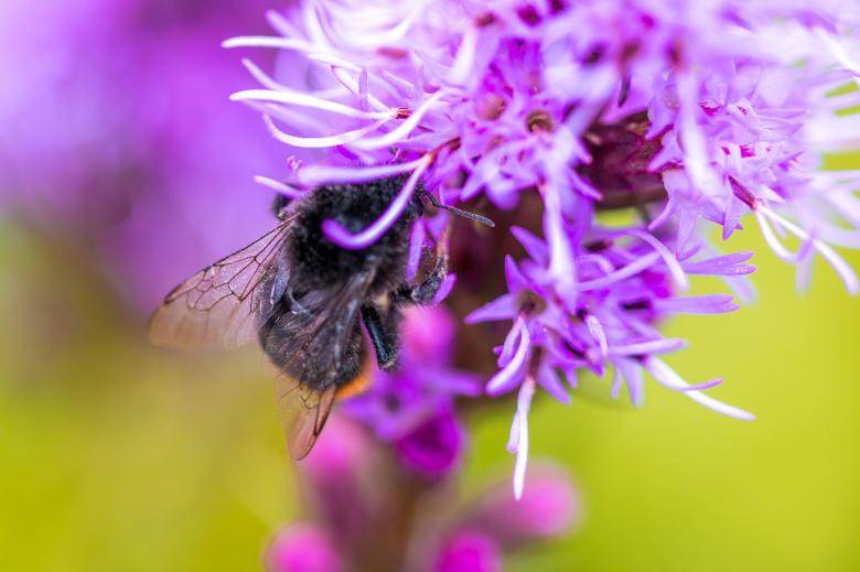Free stock image of Liatris Spicata created by Pixabay