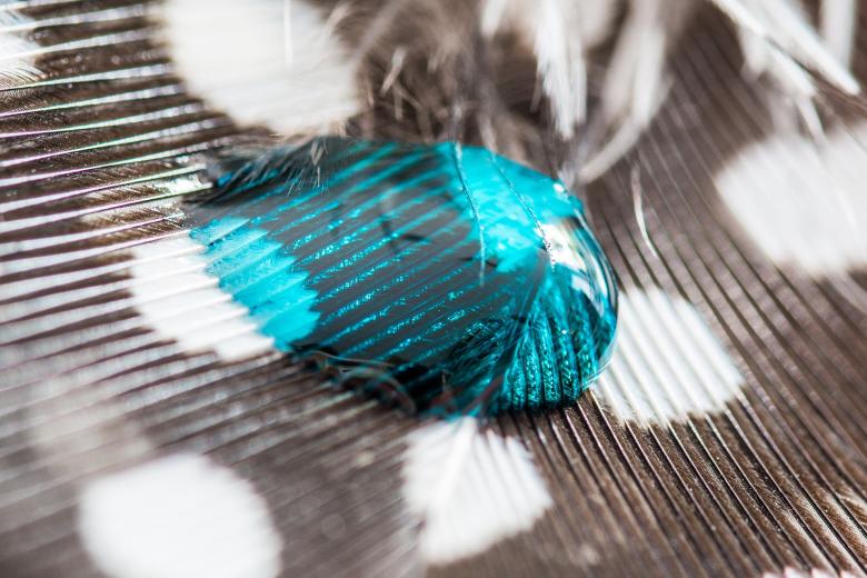 Free stock image of Liquid on Perlhuhnfeder created by Pixabay