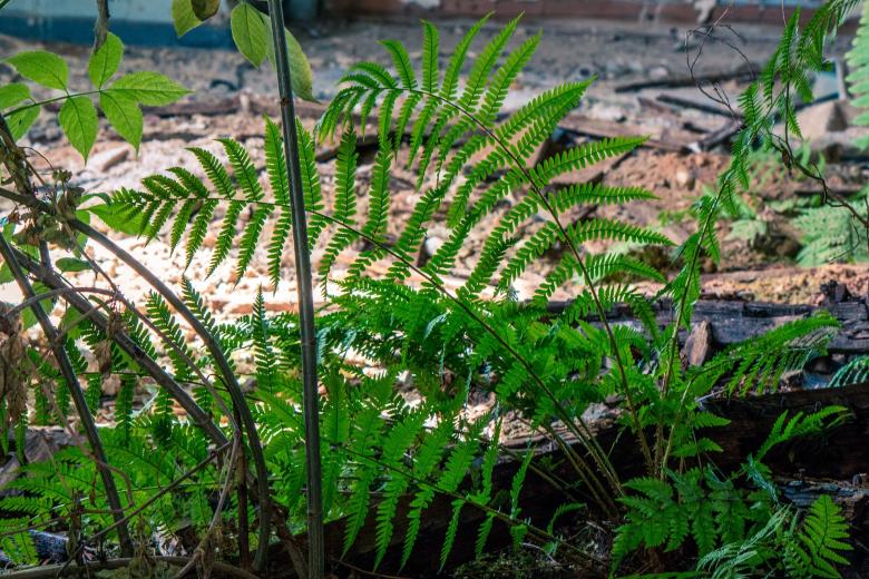 Free stock image of Fresh Plants created by Pixabay