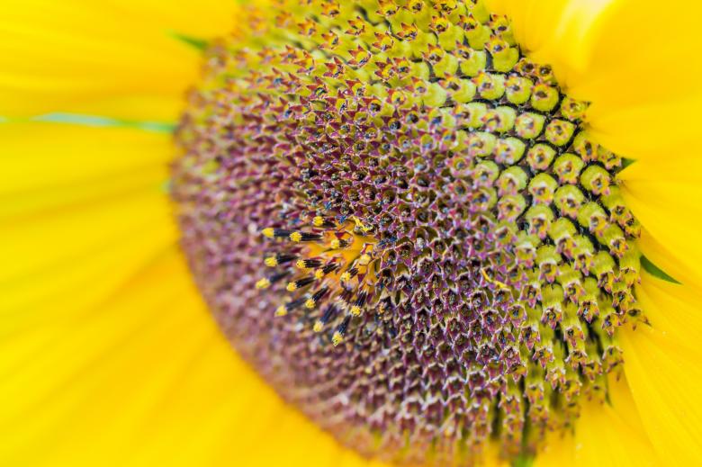 Free stock image of Sunflower Field created by Pixabay