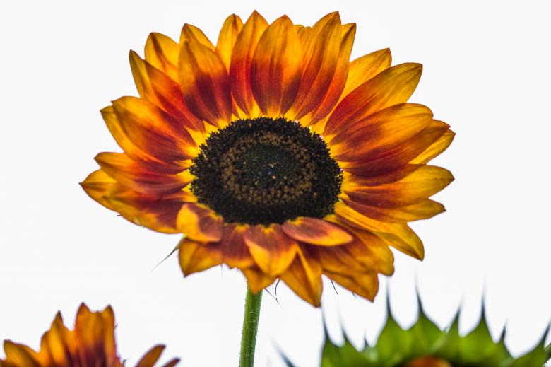 Free stock image of Sunflower Field created by Pixabay