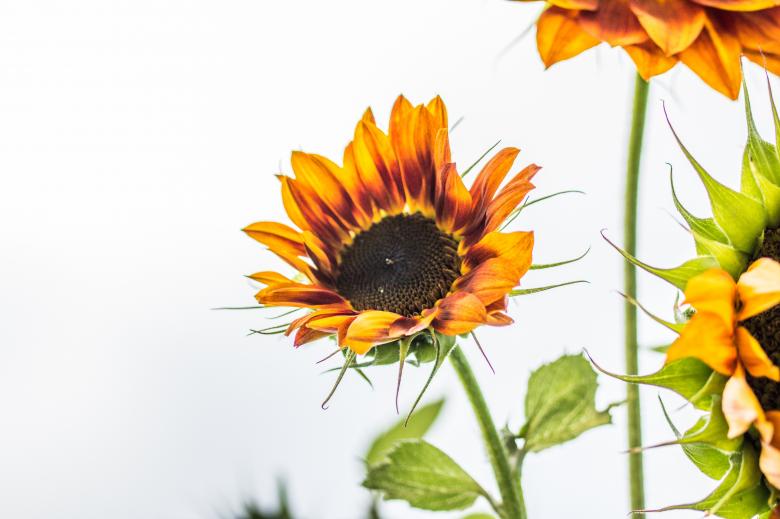 Free stock image of Sunflower Field created by Pixabay