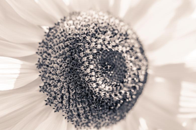 Free stock image of Sun Flower created by Pixabay