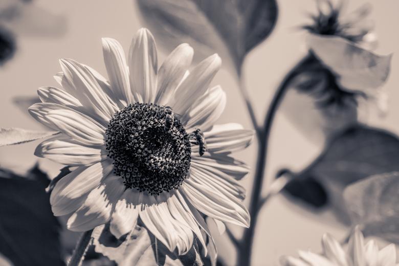 Free stock image of Sun Flower created by Pixabay