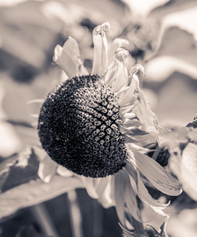 Free stock image of Sun Flower created by Pixabay