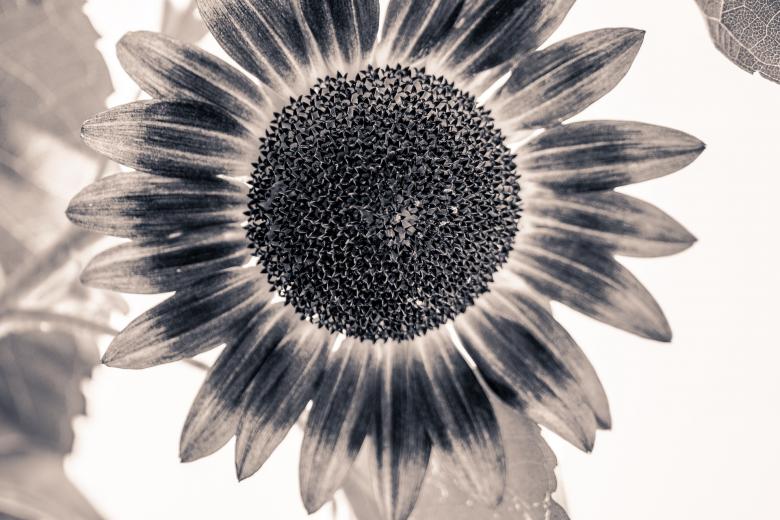 Free stock image of Sun Flower created by Pixabay