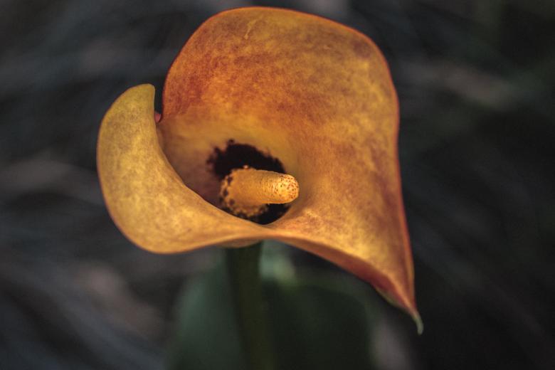 Free stock image of Fresh Zantedeschia created by Pixabay