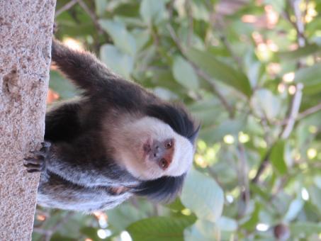 White-headed marmoset - Free Stock Photo