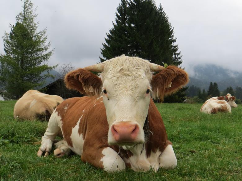 Free stock image of Cows in the Farm created by Pixabay
