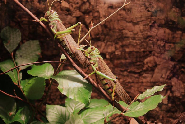 Free stock image of Grasshoppers on the Branch created by Pixabay