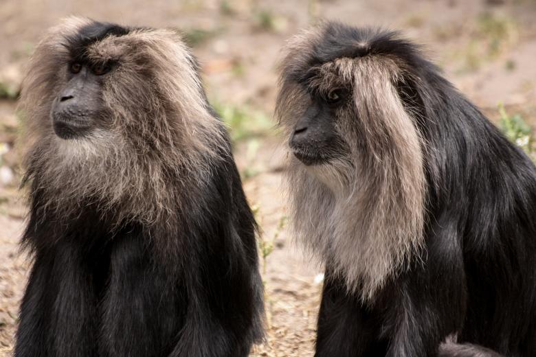 Free stock image of Wild Monkeys created by Pixabay