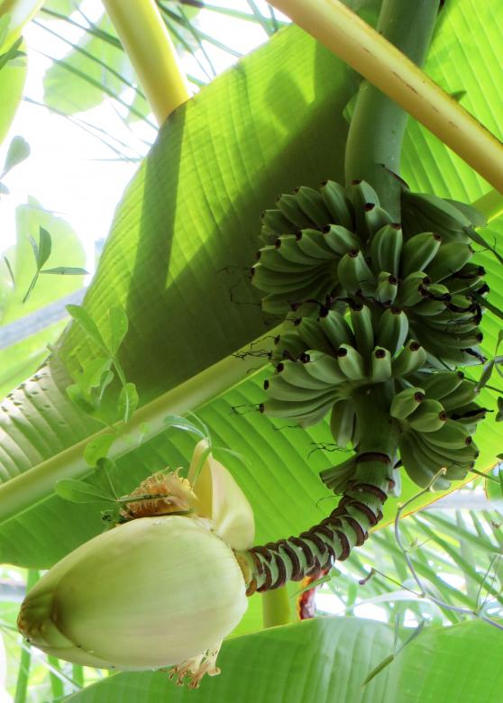 Free stock image of Green Bananas created by Pixabay