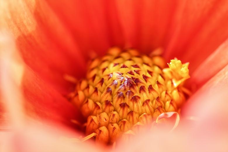 Free stock image of Blooming Flower created by Pixabay