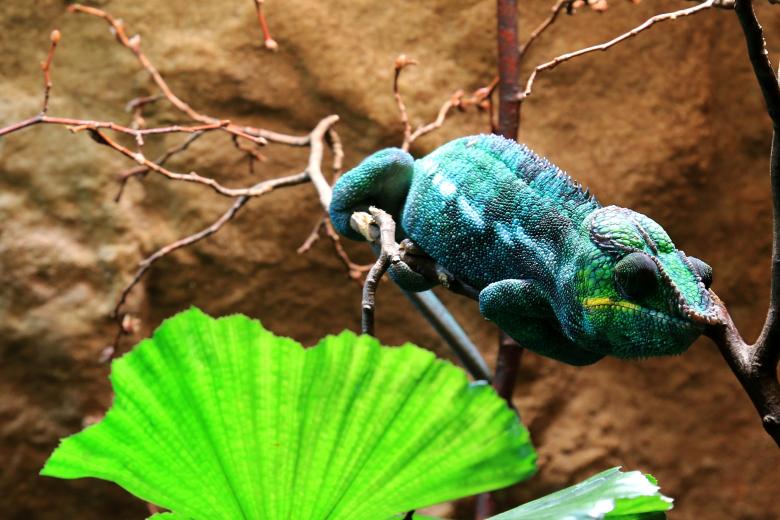 Free stock image of Wild Chameleon created by Pixabay