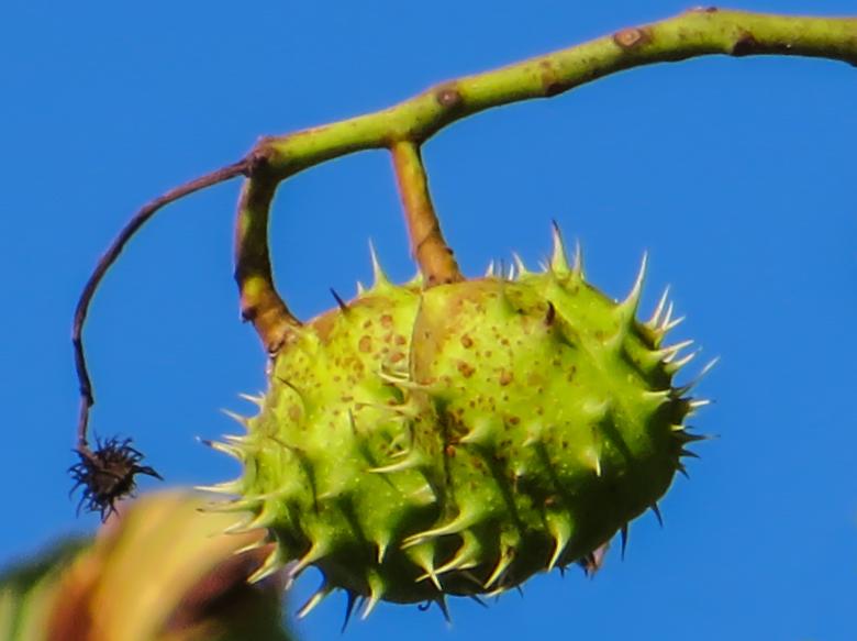 Free stock image of Thorny Chestnut created by Pixabay