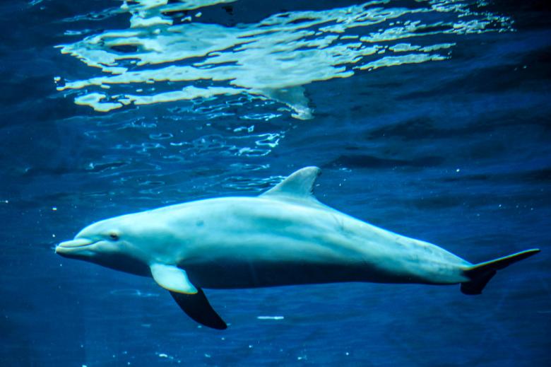 Free stock image of Dolphin in the Ocean created by Pixabay