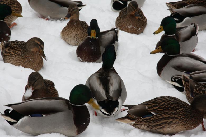 Free stock image of Group of Ducks created by Pixabay