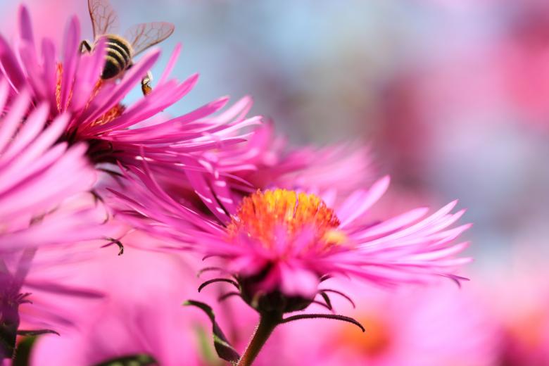 Free stock image of Bee on the Flowers created by Pixabay
