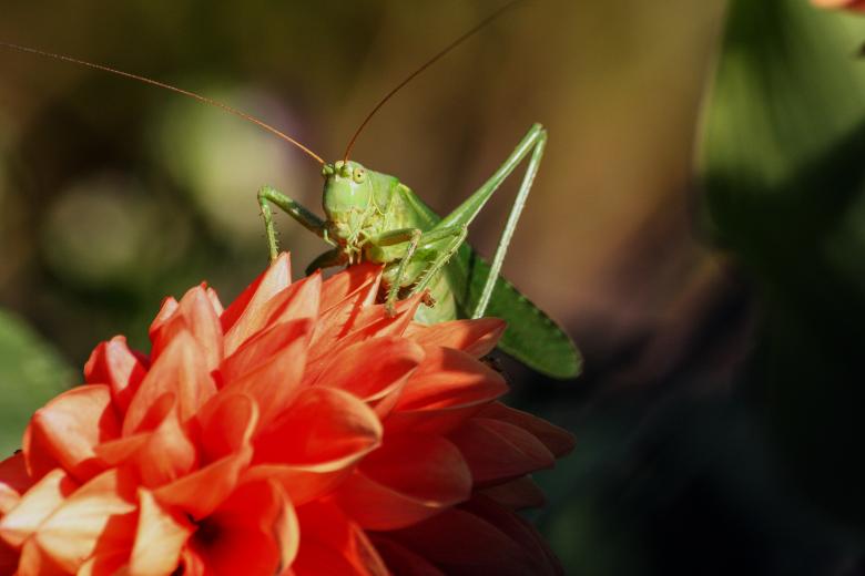 Free stock image of Wild Grasshopper created by Pixabay