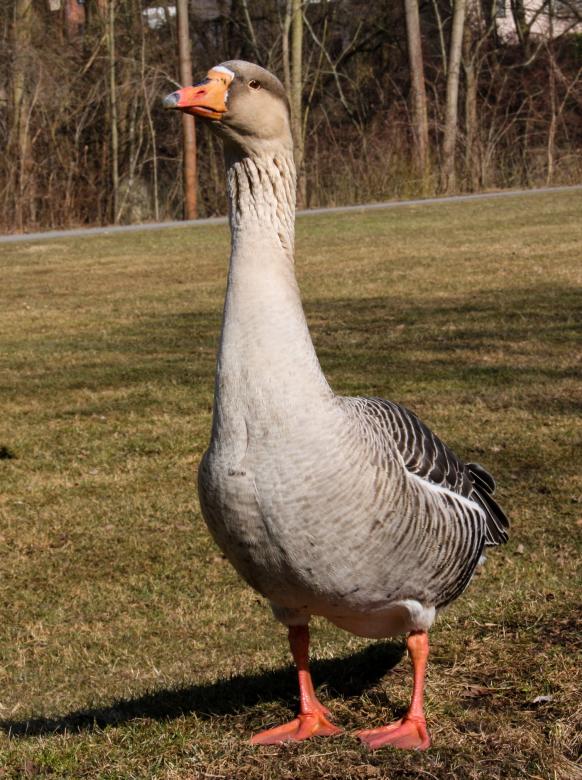 Free stock image of Greylag Goose created by Pixabay