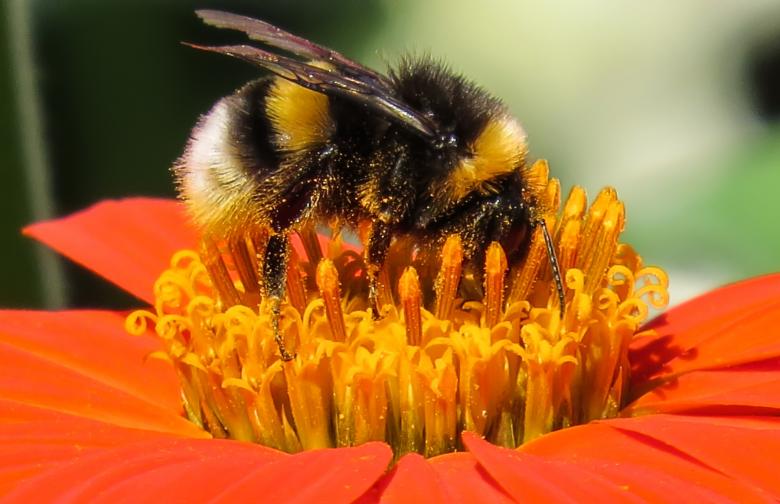 Free stock image of Hummel Bee Pollinating created by Pixabay