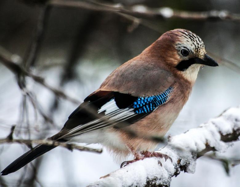 Free stock image of Jay in Winter created by Pixabay
