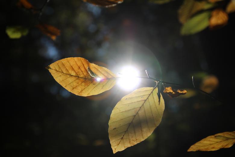 Free stock image of Sunlight through the Leaves created by Pixabay
