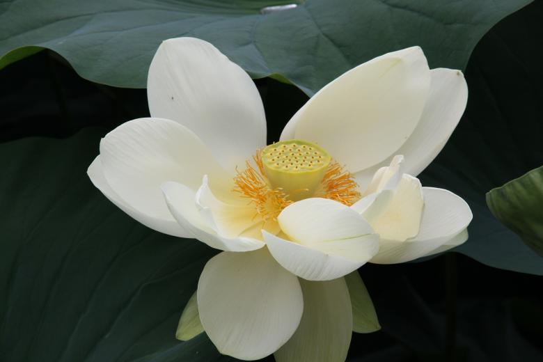 Free stock image of White Flower created by Pixabay