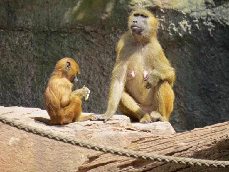 Free stock image of Wild Monkeys created by Pixabay