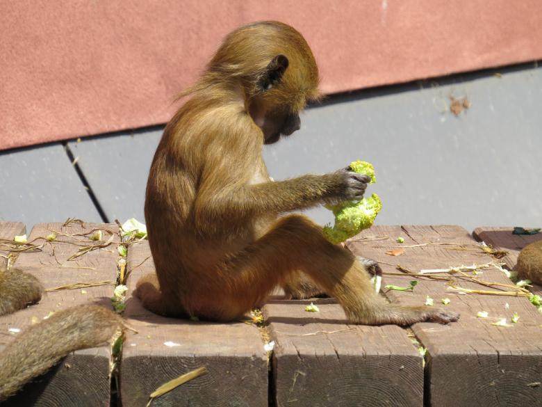 Free stock image of Wild Monkey created by Pixabay