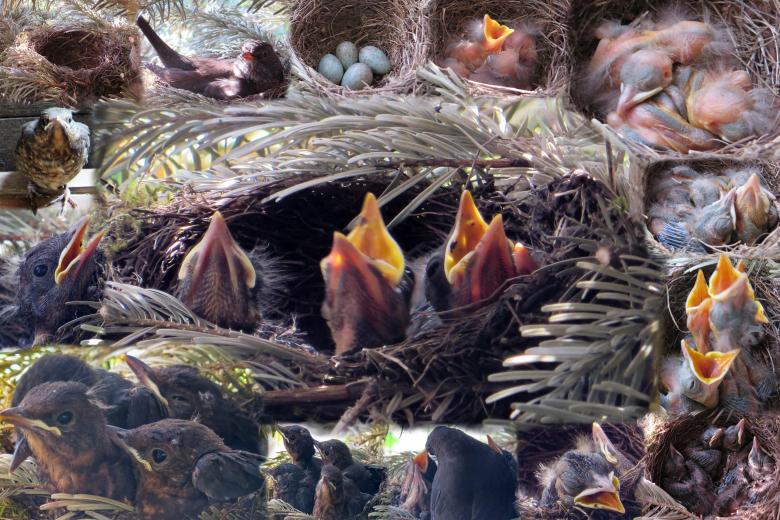 Free stock image of Bird Nest created by Pixabay