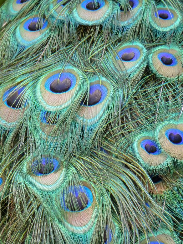 Free stock image of Peacock Feathers created by Pixabay