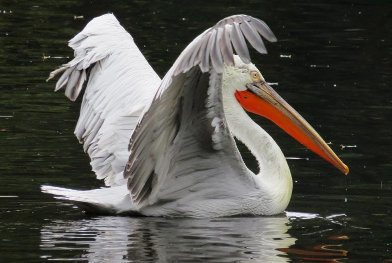 Free stock image of Pelican in the River created by Pixabay