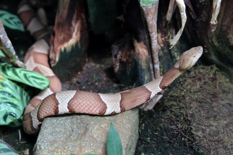 Free stock image of Wild Python created by Pixabay