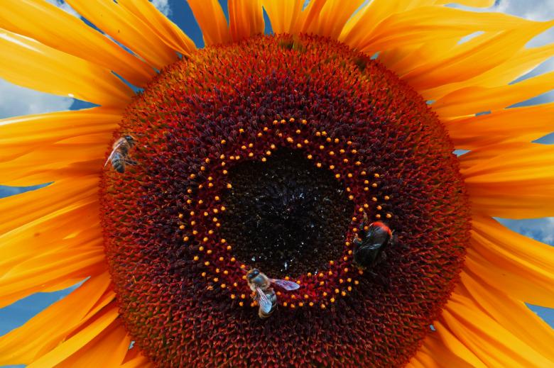 Free stock image of Bee on the Sunflower created by Pixabay