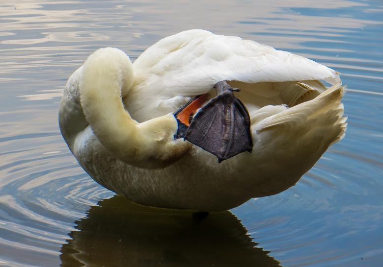 Free stock image of Swan in the River created by Pixabay