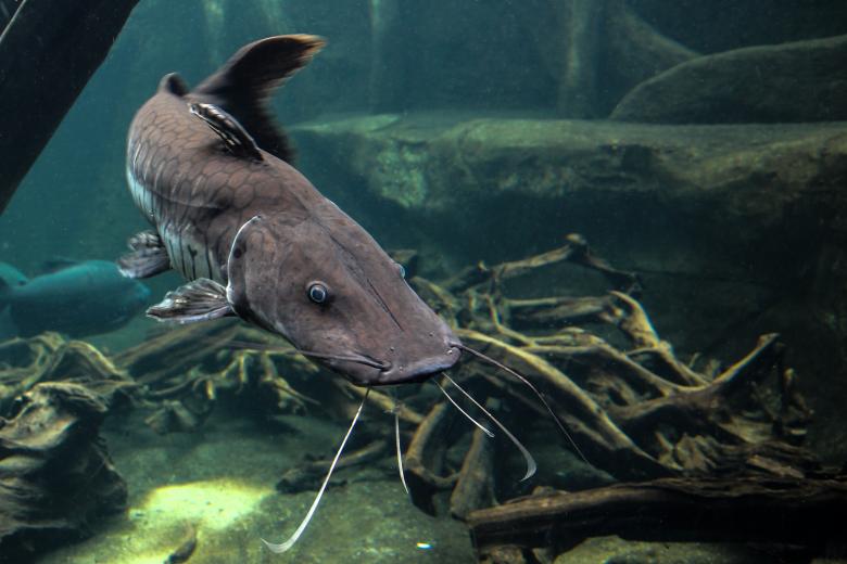 Free stock image of Fish in the River created by Pixabay