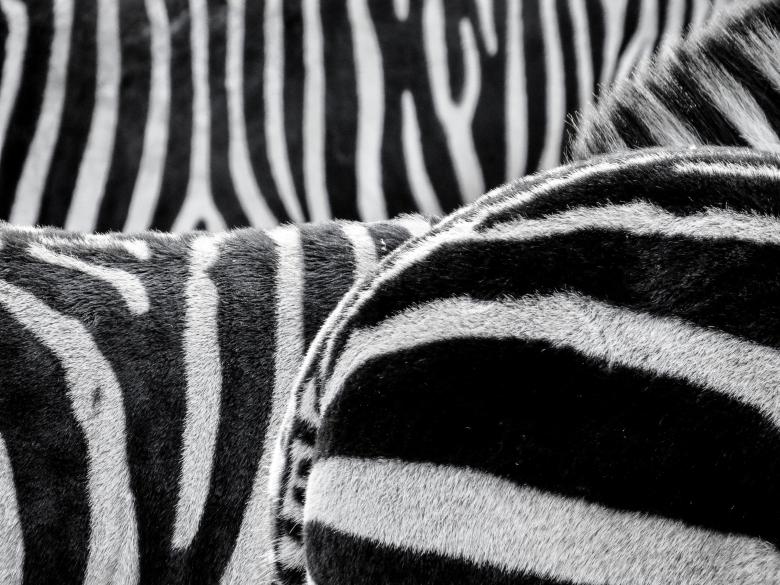 Free stock image of Wild Zebras created by Pixabay