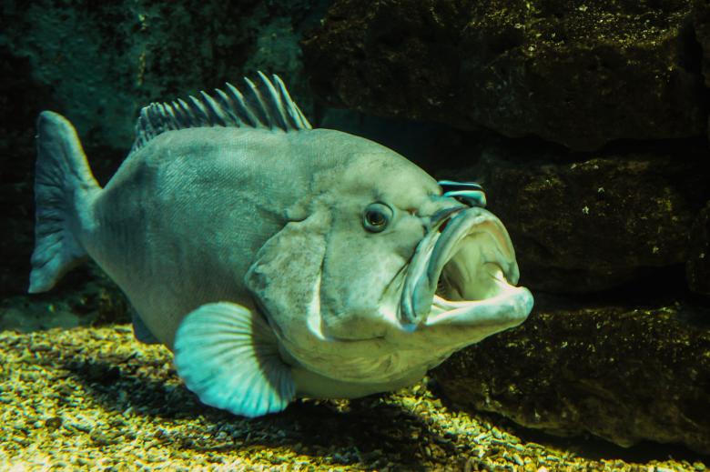 Free stock image of Fish in the Ocean created by Pixabay