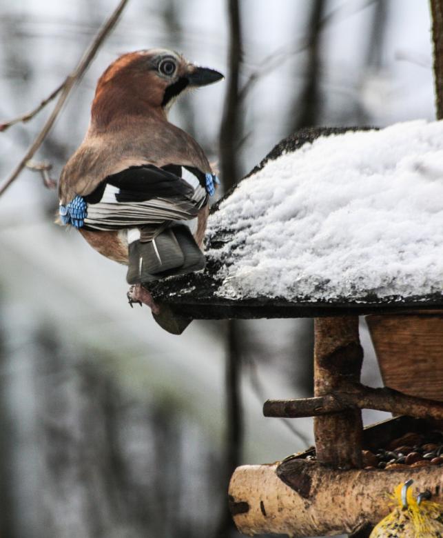 Free stock image of Jay in Winter created by Pixabay