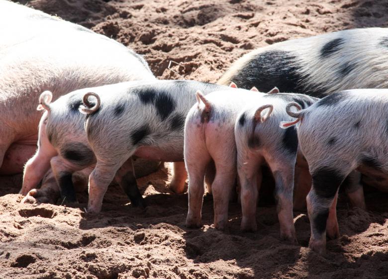 Free stock image of Pig Feed created by Pixabay