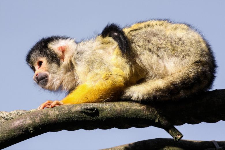 Free stock image of Wild Capuchin created by Pixabay