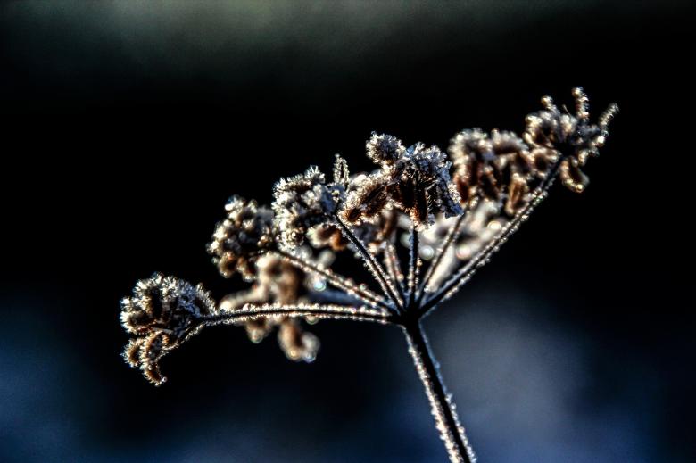 Free stock image of Flower Closeup created by Pixabay