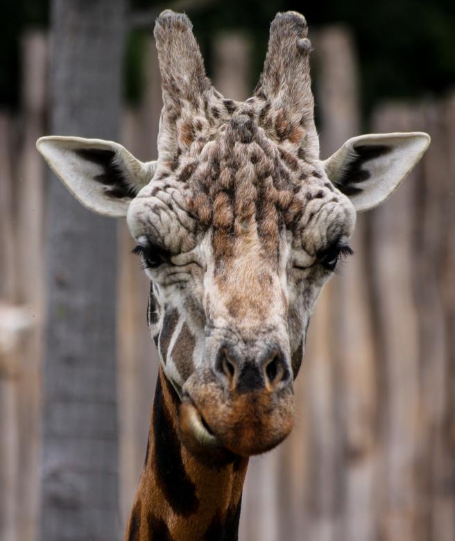 Free stock image of Giraffe in the Zoo created by Pixabay